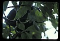 10954-00027-Snakes-All.jpg