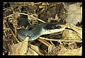 10954-00028-Snakes-All.jpg