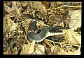 10954-00029-Snakes-All.jpg