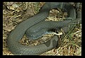 10954-00030-Snakes-All.jpg