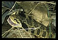 10954-00032-Snakes-All.jpg