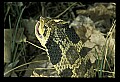 10954-00033-Snakes-All.jpg