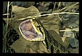10954-00034-Snakes-All.jpg