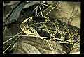 10954-00035-Snakes-All.jpg