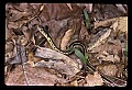 10954-00036-Snakes-All.jpg