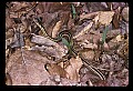 10954-00037-Snakes-All.jpg
