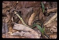 10954-00038-Snakes-All.jpg