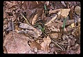 10954-00039-Snakes-All.jpg