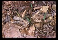 10954-00040-Snakes-All.jpg