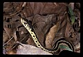 10954-00041-Snakes-All.jpg