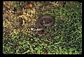 10954-00044-Snakes-All.jpg