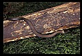 10954-00045-Snakes-All.jpg