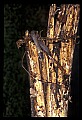 10954-00046-Snakes-All.jpg