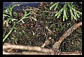 10954-00047-Snakes-All.jpg