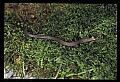 10954-00048-Snakes-All.jpg