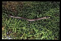 10954-00049-Snakes-All.jpg