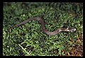 10954-00050-Snakes-All.jpg
