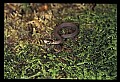 10954-00051-Snakes-All.jpg
