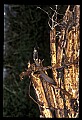 10954-00052-Snakes-All.jpg