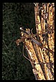 10954-00054-Snakes-All.jpg