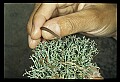 10954-00055-Snakes-All.jpg