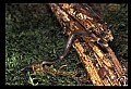 10954-00058-Snakes-All.jpg