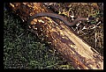 10954-00059-Snakes-All.jpg