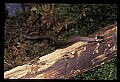 10954-00060-Snakes-All.jpg