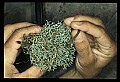 10954-00061-Snakes-All.jpg