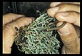 10954-00062-Snakes-All.jpg