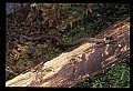 10954-00063-Snakes-All.jpg