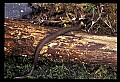 10954-00064-Snakes-All.jpg