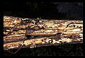10954-00065-Snakes-All.jpg