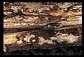 10954-00066-Snakes-All.jpg