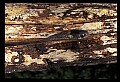 10954-00067-Snakes-All.jpg