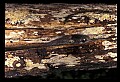 10954-00068-Snakes-All.jpg