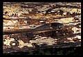 10954-00069-Snakes-All.jpg
