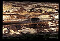 10954-00070-Snakes-All.jpg