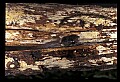 10954-00071-Snakes-All.jpg