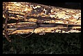 10954-00072-Snakes-All.jpg