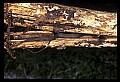 10954-00073-Snakes-All.jpg