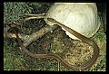 10954-00075-Snakes-All.jpg