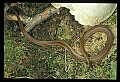 10954-00076-Snakes-All.jpg