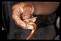 10954-00078-Snakes-All.jpg