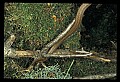 10954-00079-Snakes-All.jpg