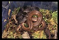 10954-00080-Snakes-All.jpg