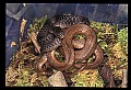 10954-00081-Snakes-All.jpg
