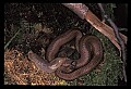 10954-00082-Snakes-All.jpg