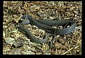 10954-00083-Snakes-All.jpg