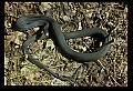 10954-00084-Snakes-All.jpg
